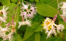 2013-08-18_Regina-F-Rau_Schachen_Blumen  (049).JPG